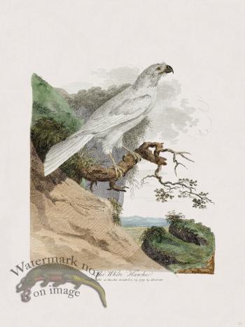 35 New Holland Caffowary